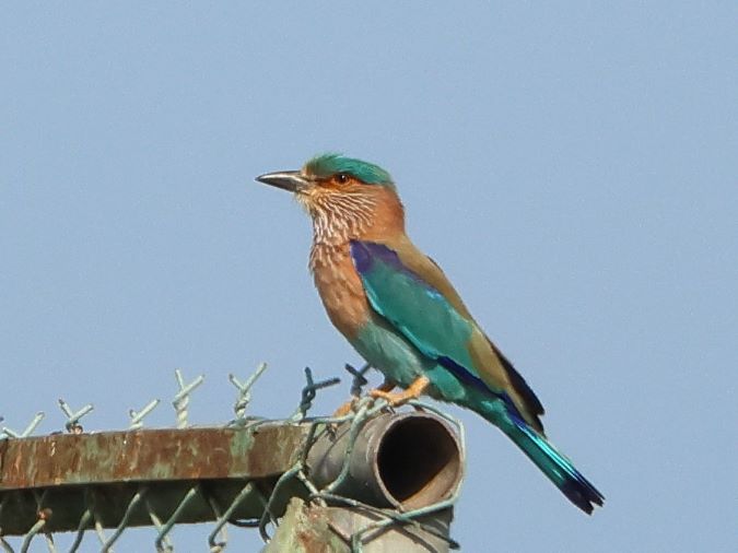 Indische Scharrelaar (Indian Roller)