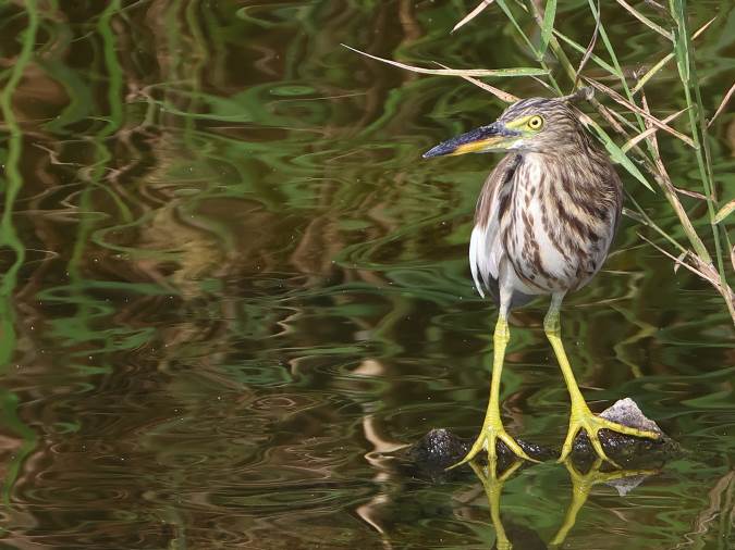 Indische Ralreiger Indian Pond Heron