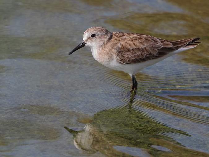 KleineStrandloper
