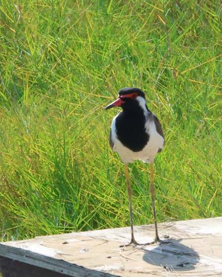 Indische Kiviet (Red-wattled Lapwing)