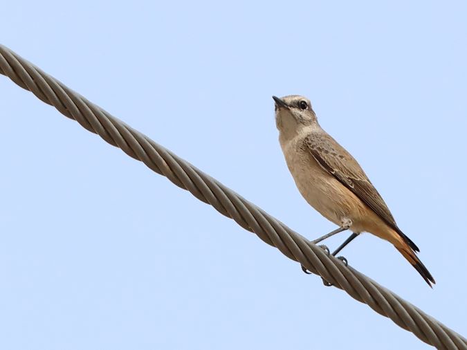 Roodstaarttapuit (Red-tailed Wheatear)