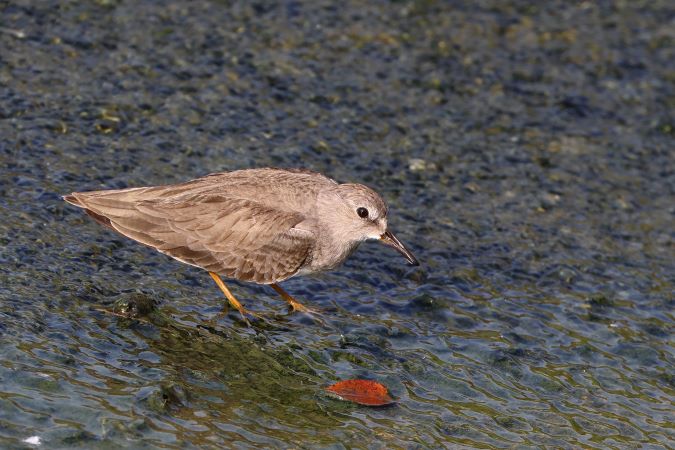 Temmincks Strandloper
