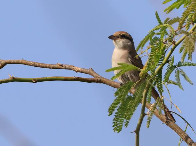 Turkestaandse Klauwier (Red-tailed Shrike)