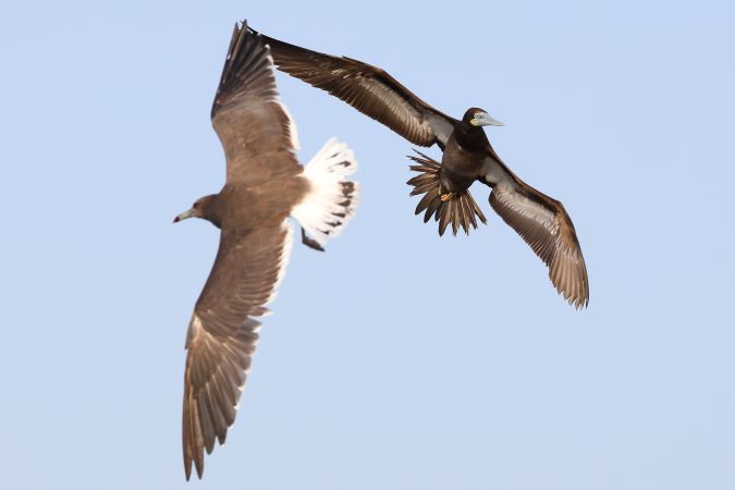 BrownBooby-SootyGull