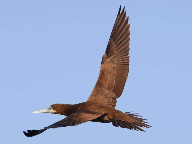 Bruine Gent ( Brown Booby)
