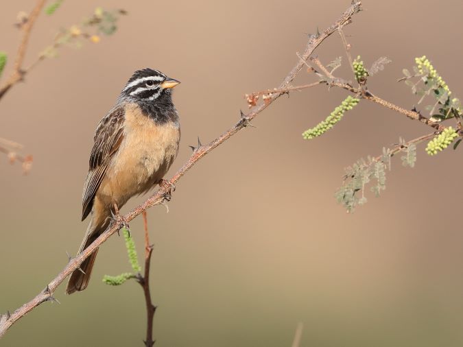 Zevenstrepengors-CinnamonBreastedBunting