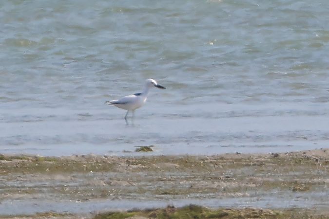 CrabPlover-KrabPlevier