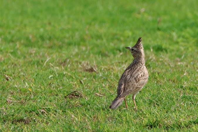 CrestedLark