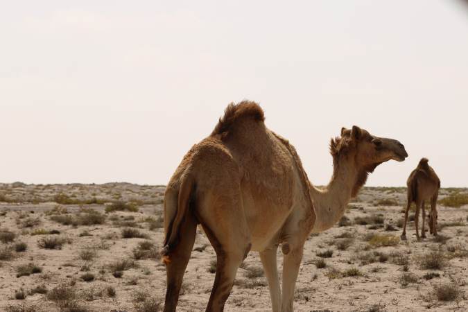 EmpyQuarter-Camels