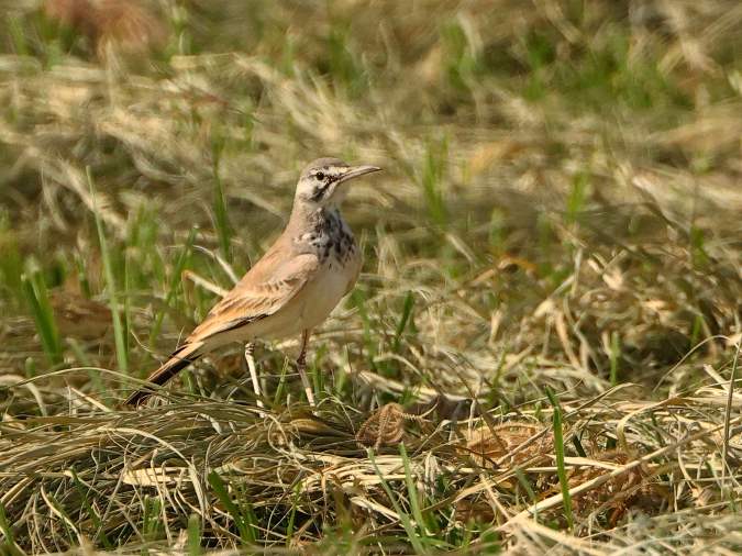 GreaterHoopoe-Lark
