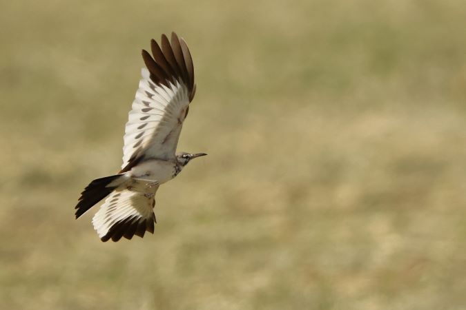 GreaterHoopoe-Lark