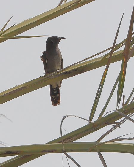Grey-bellied Cuckoo