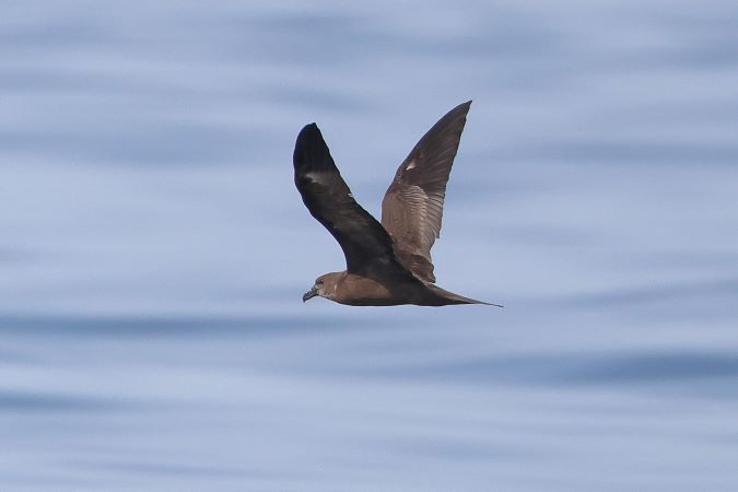 Jouanins Stormvogel (Jouanin's Petrel)