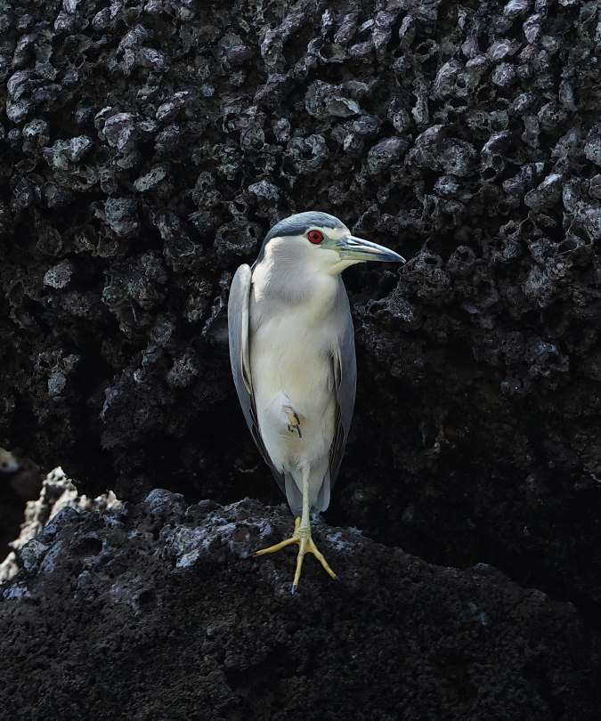 Kwak-Night-Heron