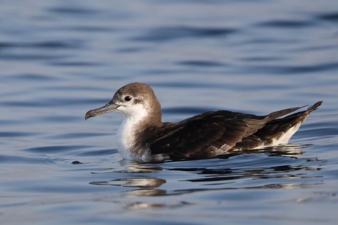 Perzische Kleine Pijlstormvogel ( Persian Shearwater)