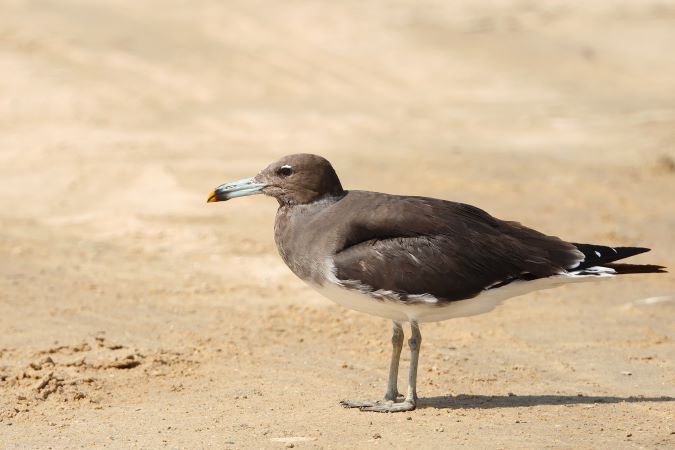 SootyGull