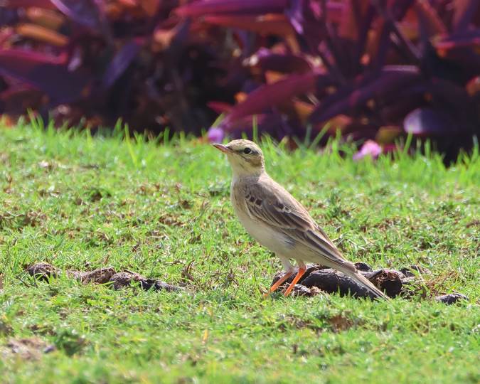 Duinpieper (Tawny Pipit)