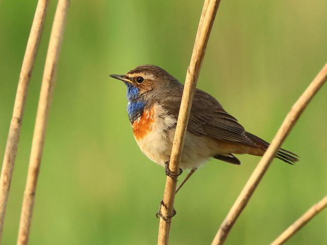 Blauwborst