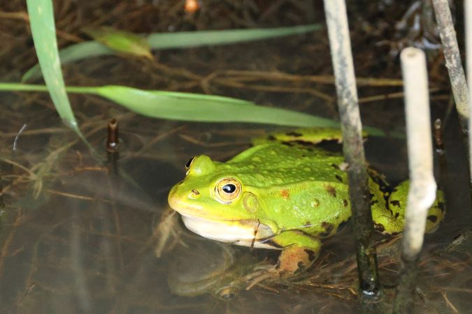 Groene Kikker