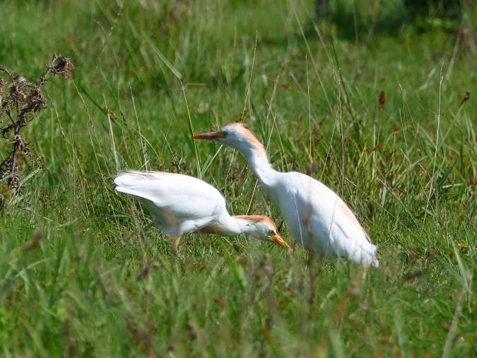 Koereiger