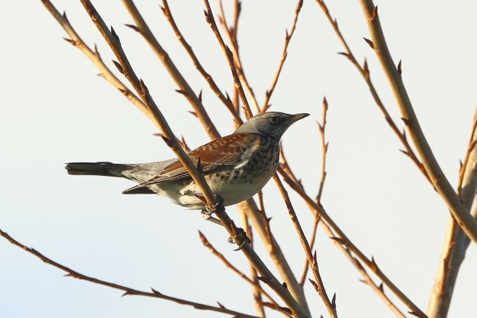 Kramsvogel
