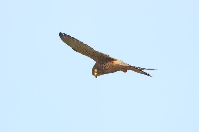 Torenvalk