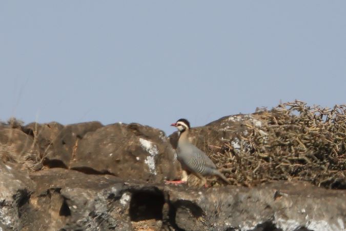 Arabian Partridge
