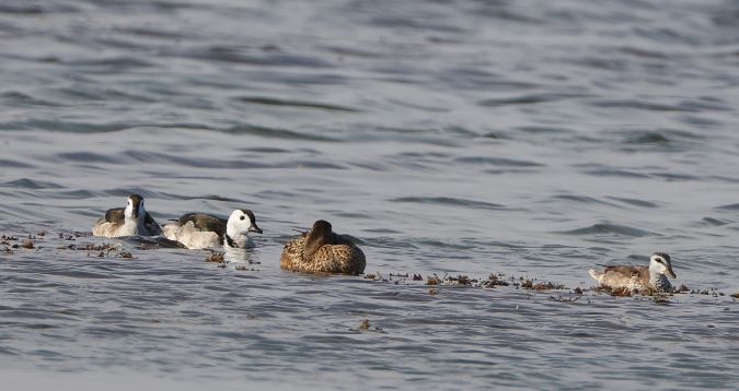 Cotton Pygmy Goose