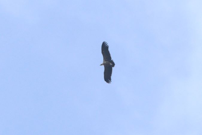 Lappet-faced Vulture