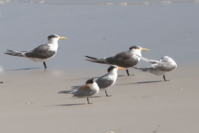 Lesser- and Greater Crested Tern