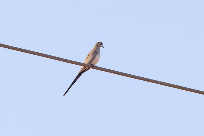 Namaqua Dove