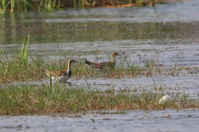 Pheasant-tailed Jacana