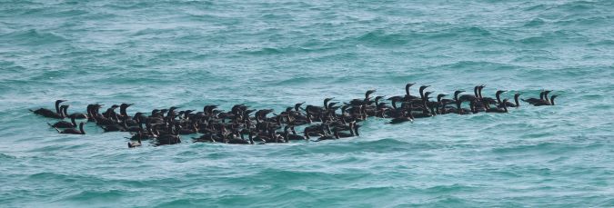 Socotra Cormorant