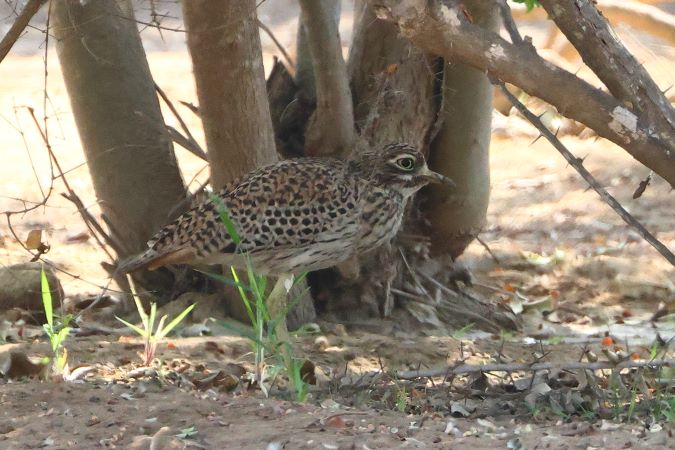Spotted Thick-knee