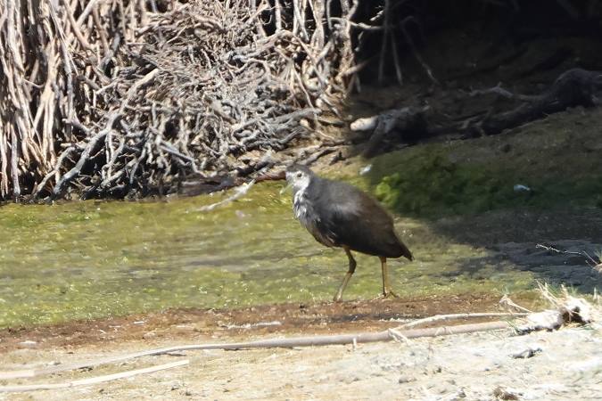 White-breasted Waterhen