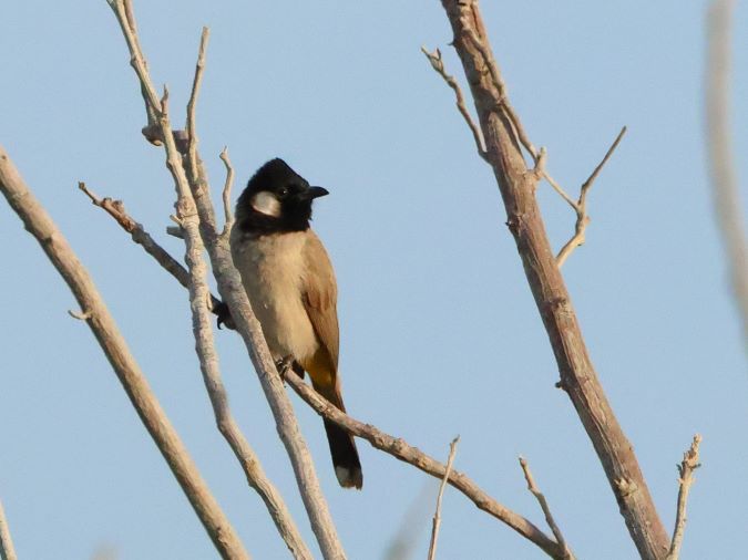 White-eared Bulbul