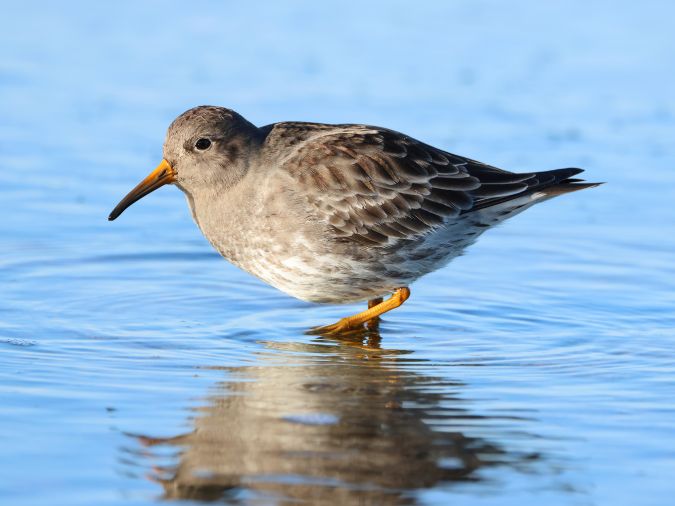 Paarse Strandloper