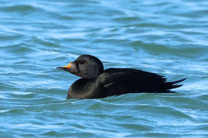 ZwarteZee-eend-m