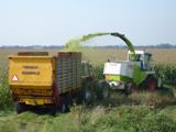 Steeds meer mais