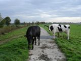 Koeien op de dijk