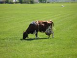 Bustehouder voor koe